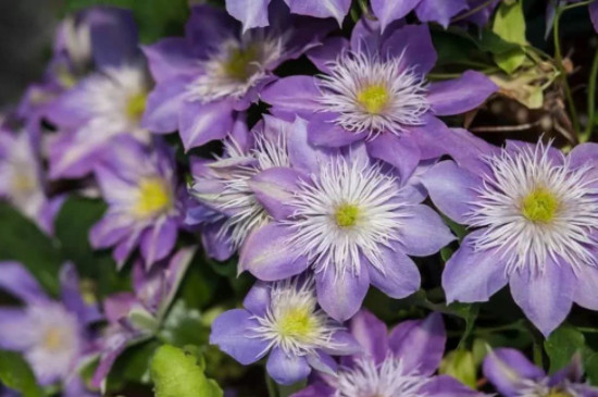 鸳鸯茉莉的养殖方法和注意事项(图3)