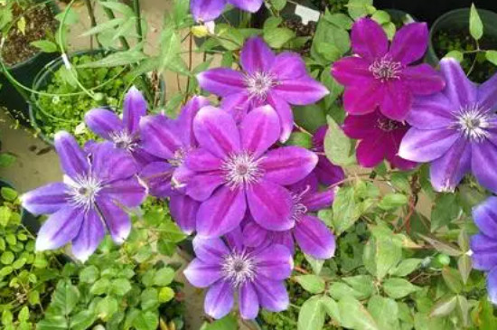 鸳鸯茉莉的养殖方法和注意事项(图4)