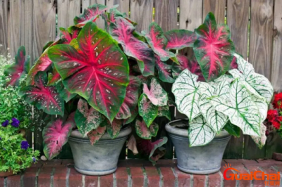 ​五彩芋(彩叶芋)开花时间是？五彩芋养多长时间会开花？