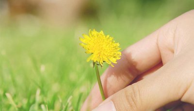 ​苦菜是蒲公英吗苦菜和蒲公英的区别是什么 苦菜是蒲公英吗苦菜和蒲公英的区别图