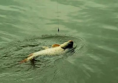 ​浮钓草鱼钓多深水合适（浮钓草鱼需要注意的水深细节）