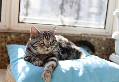 ​虎斑猫怎么看纯不纯（行家如何挑纯种美短银虎斑）