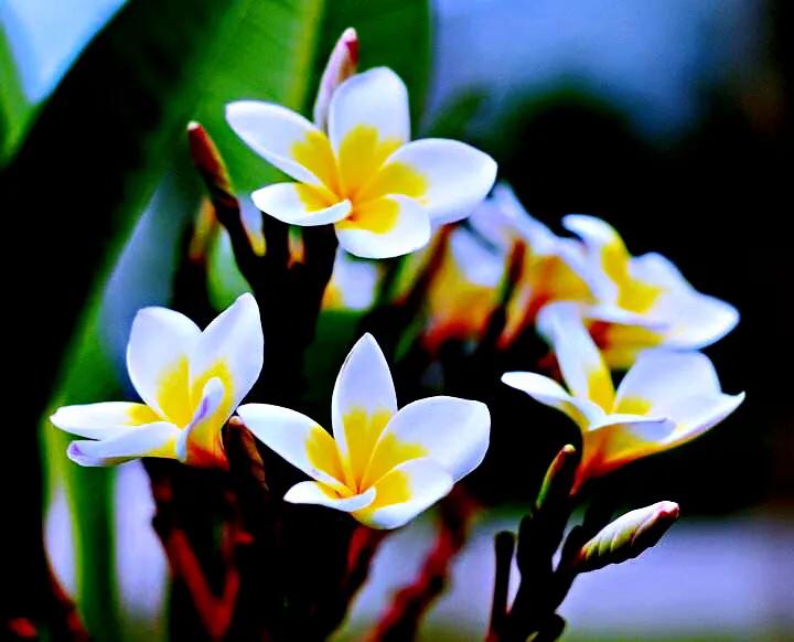鸡蛋花图片（鸡蛋花的特点以及繁殖方法分享）