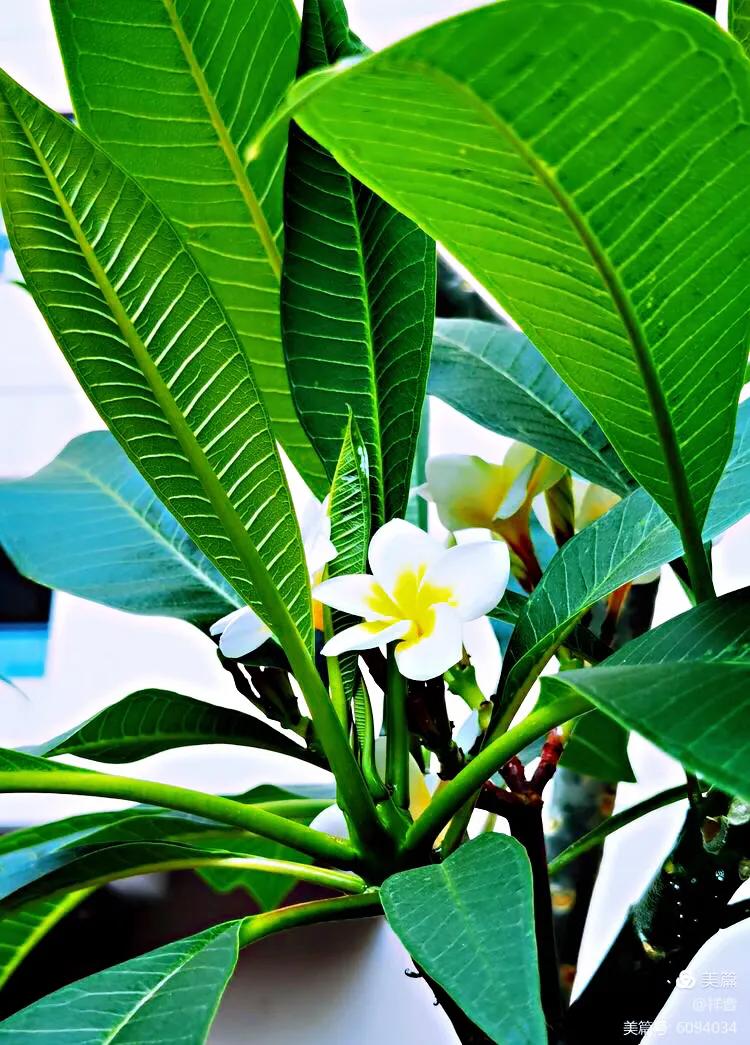 鸡蛋花图片（鸡蛋花的特点以及繁殖方法分享）