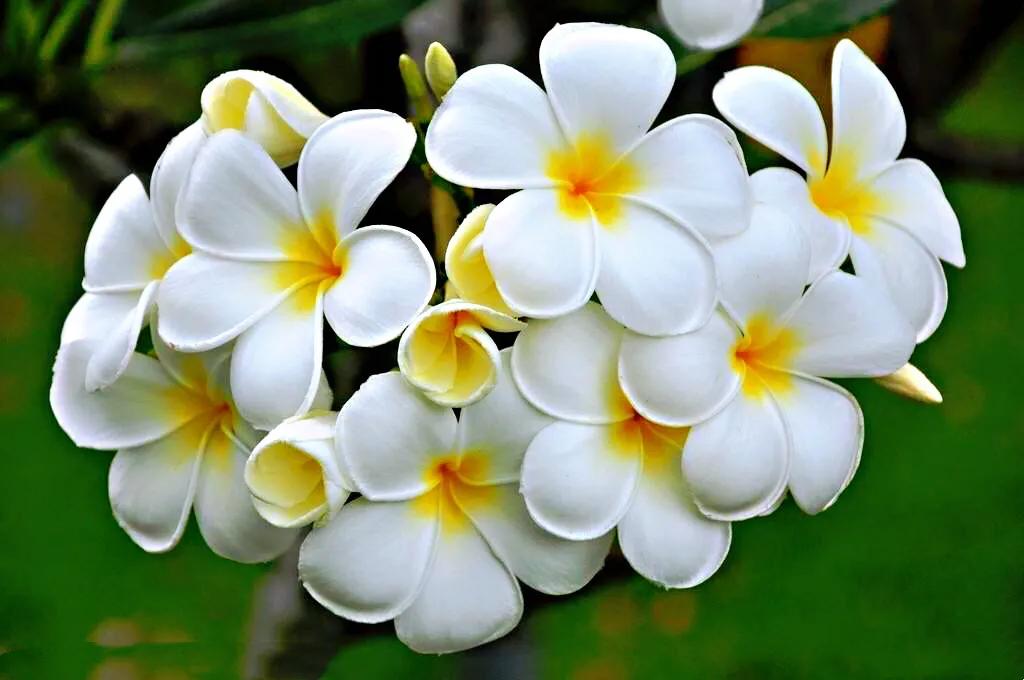 鸡蛋花图片（鸡蛋花的特点以及繁殖方法分享）