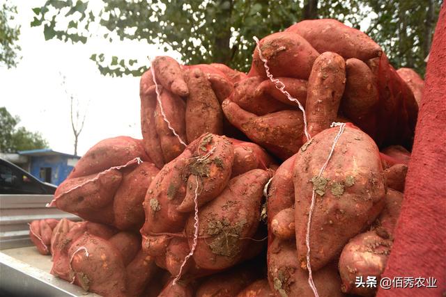 全国各地的最新红薯价格（新鲜红薯上市农民跨省采购）(6)