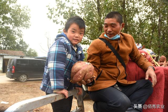 全国各地的最新红薯价格（新鲜红薯上市农民跨省采购）(5)