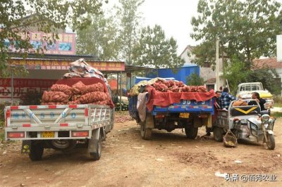 ​全国各地的最新红薯价格（新鲜红薯上市农民跨省采购）