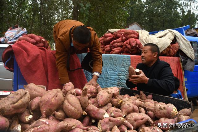 全国各地的最新红薯价格（新鲜红薯上市农民跨省采购）(2)