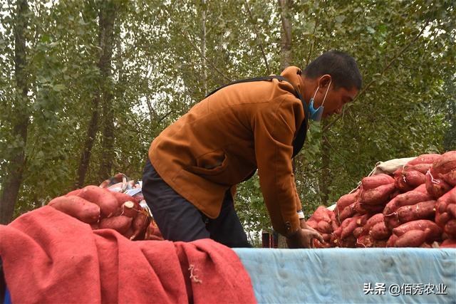 全国各地的最新红薯价格（新鲜红薯上市农民跨省采购）(3)