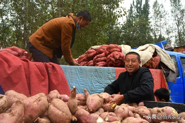 全国各地的最新红薯价格（新鲜红薯上市农民跨省采购）(4)