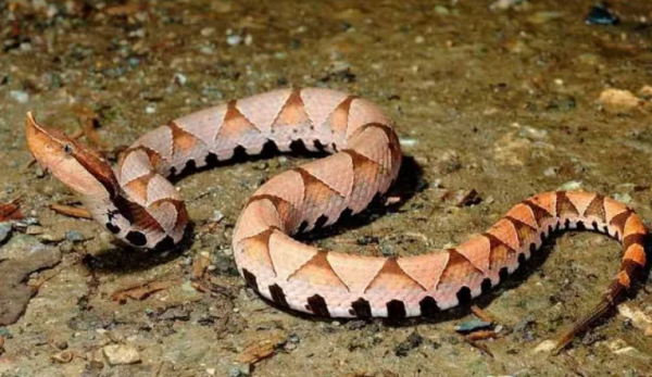 五步蛇有毒,五步蛇有毒性吗图4