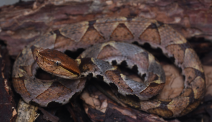 五步蛇有毒,五步蛇有毒性吗图3