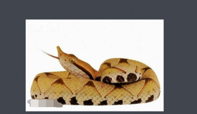 ​五步蛇有毒,五步蛇有毒性吗