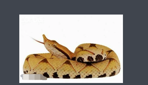 五步蛇有毒,五步蛇有毒性吗图1