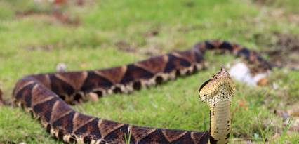 五步蛇有毒,五步蛇有毒性吗图2