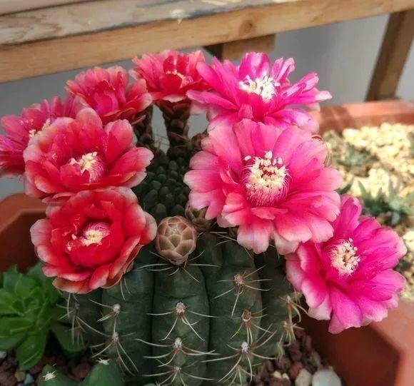 仙人球养护方法详解（仙人球养护方法）(9)