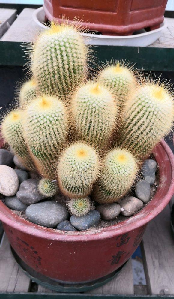 仙人球养护方法详解（仙人球养护方法）(4)