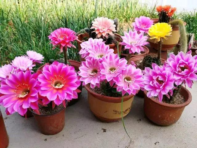 仙人球养护方法详解（仙人球养护方法）(2)