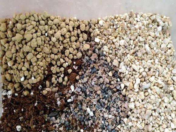 仙人球养护方法详解（仙人球养护方法）(7)