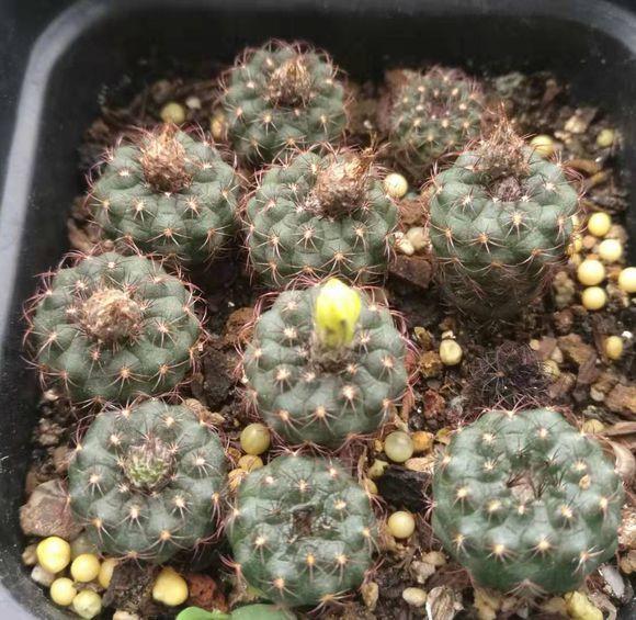 仙人球养护方法详解（仙人球养护方法）(8)