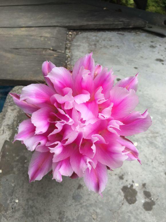 仙人球养护方法详解（仙人球养护方法）(6)