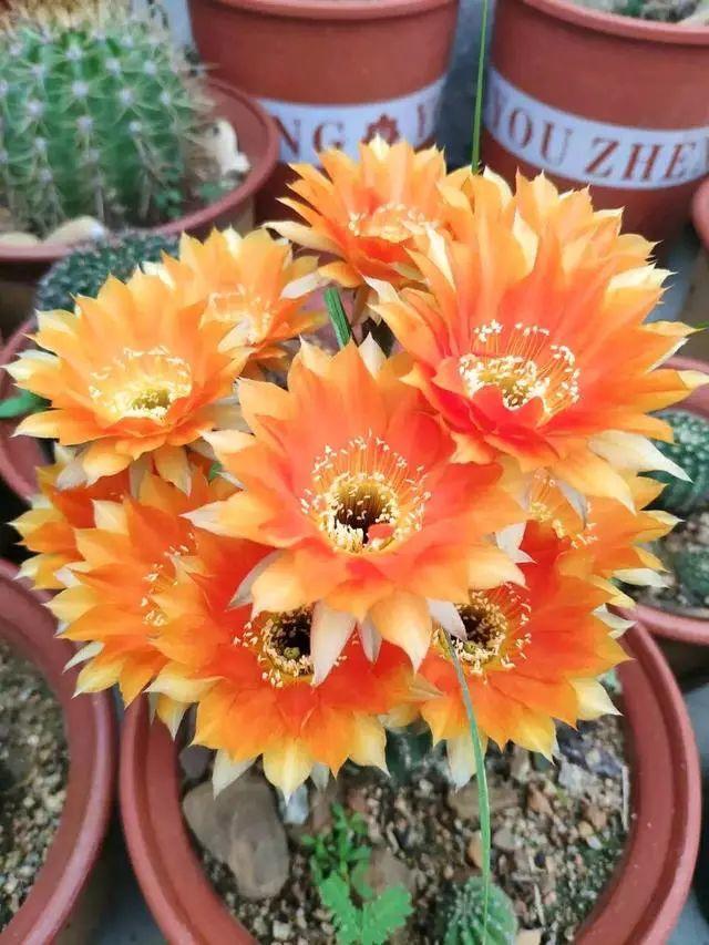 仙人球养护方法详解（仙人球养护方法）(3)