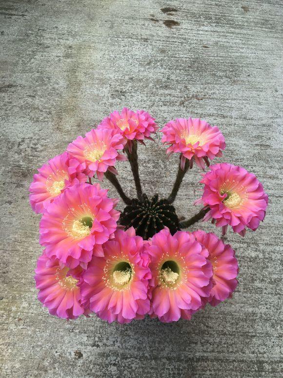 仙人球养护方法详解（仙人球养护方法）(5)