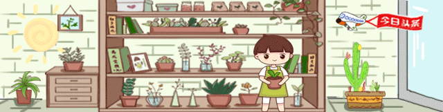 仙人球养护方法详解（仙人球养护方法）(1)