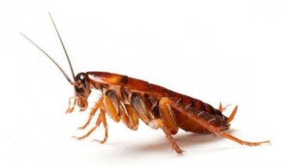 ​活化石有哪些（活化石有哪些动物植物？）