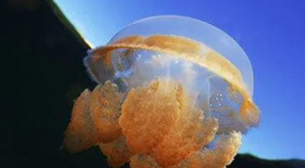 海母和水母区别,海蜇和水母的区别是什么?图1