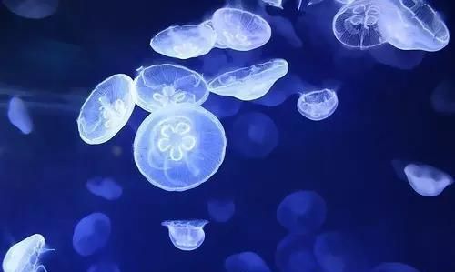 海蜇和水母的区别