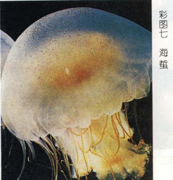 海母和水母区别,海蜇和水母的区别是什么?图4
