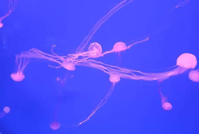 淡水水母和海水水母有什么区别