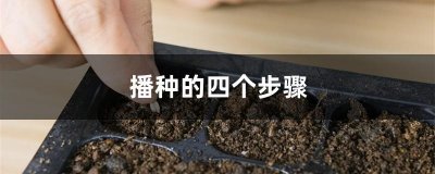 ​播种的方法及技术要点（掌握好播种技巧）