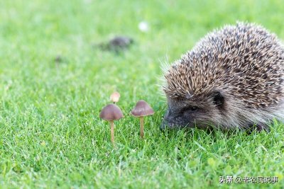 ​刺猬进院子有什么预兆（农村老家刺猬进门好事还是坏事）