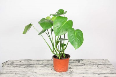 ​空气净化植物十大排名