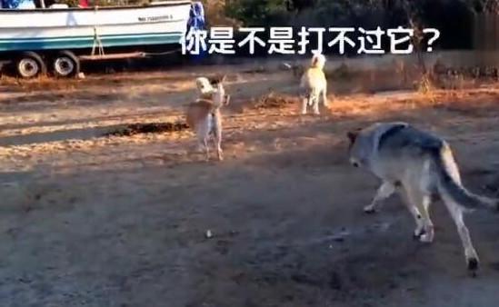 拉布拉多被狼欺负,哈士奇冲上去3秒,狼夹着尾巴走了!