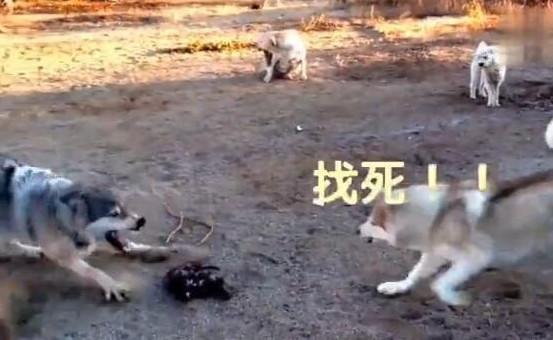 拉布拉多被狼欺负,哈士奇冲上去3秒,狼夹着尾巴走了!