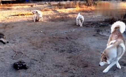 拉布拉多被狼欺负,哈士奇冲上去3秒,狼夹着尾巴走了!