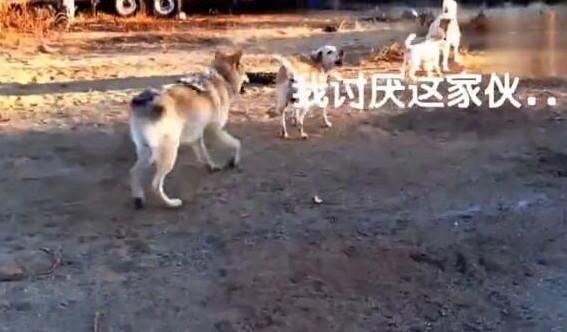 拉布拉多被狼欺负,哈士奇冲上去3秒,狼夹着尾巴走了!