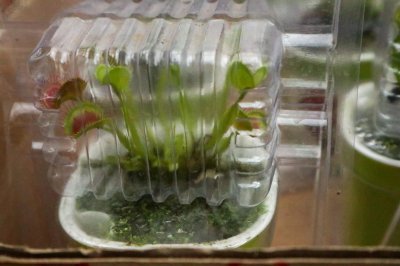 ​捕蝇草冬天怎么养，叶子都黑了怎么办