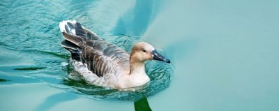 ​豚和鸭子的区别