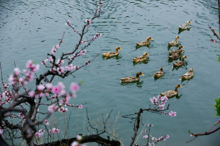 竹外桃花三两枝春江水暖鸭先知意思（竹外桃花三两枝春江水暖鸭先知是什么意思）