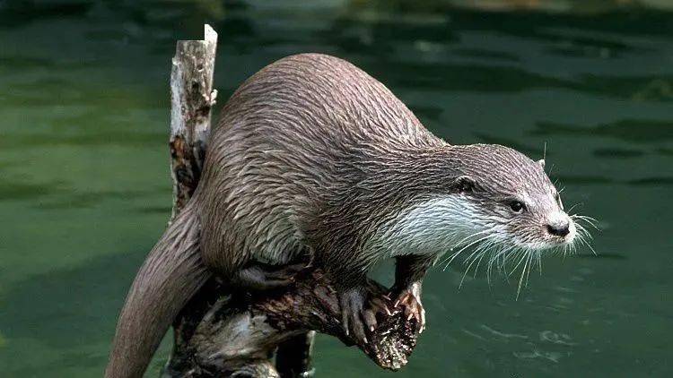 獭怎么读（獭的读音）