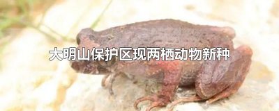 ​大明山保护区现两栖动物新种