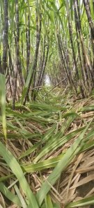 ​什么时间种甘蔗 ？甘蔗种植方法和时间