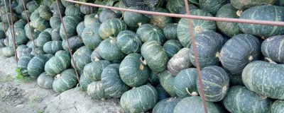 ​板栗南瓜板栗南瓜 板栗南瓜有板栗吗