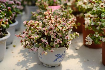 ​雅乐之舞叶片繁殖方法，可以扦插吗