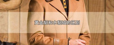 ​黄金貂和水貂绒的区别哪个好 黄金貂和水貂绒的区别图片